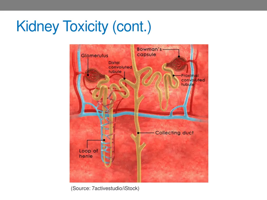 kidney toxicity cont