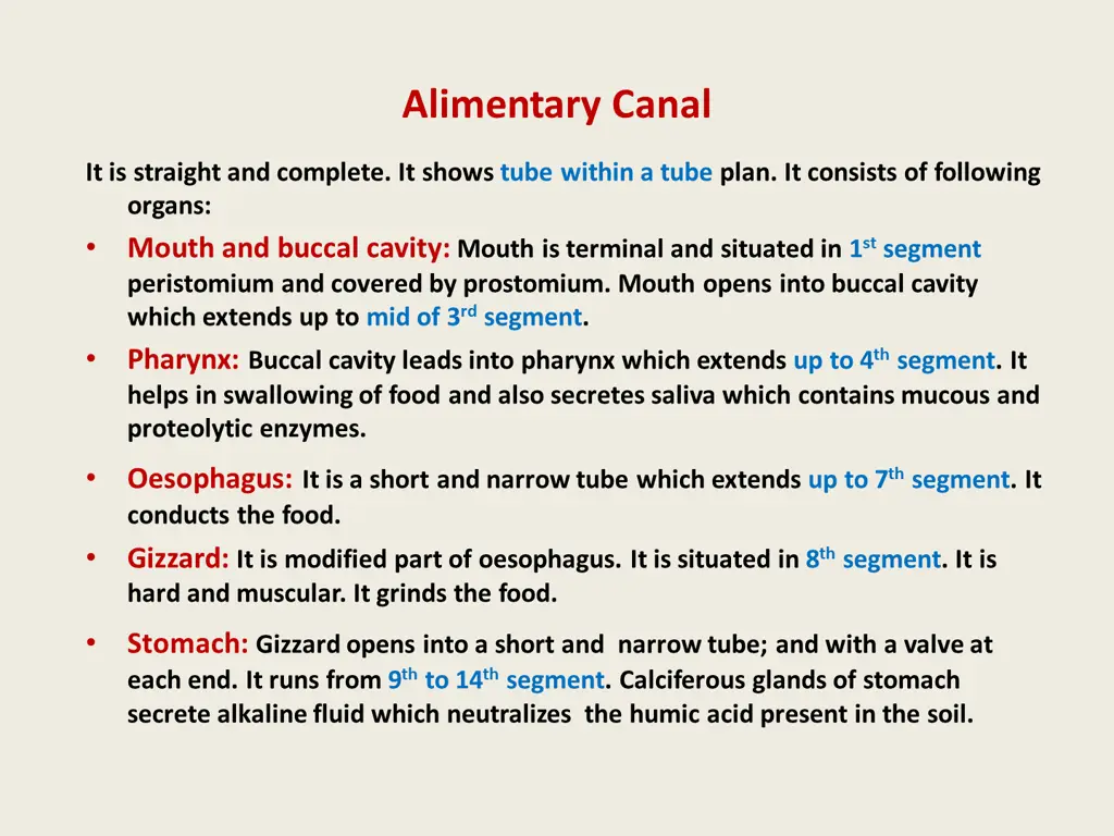 alimentary canal