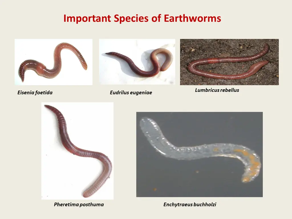 important species of earthworms