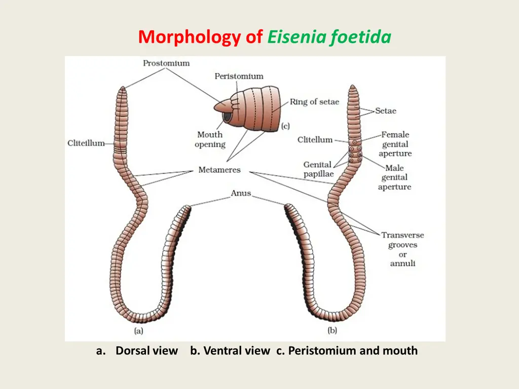 morphology of eisenia foetida