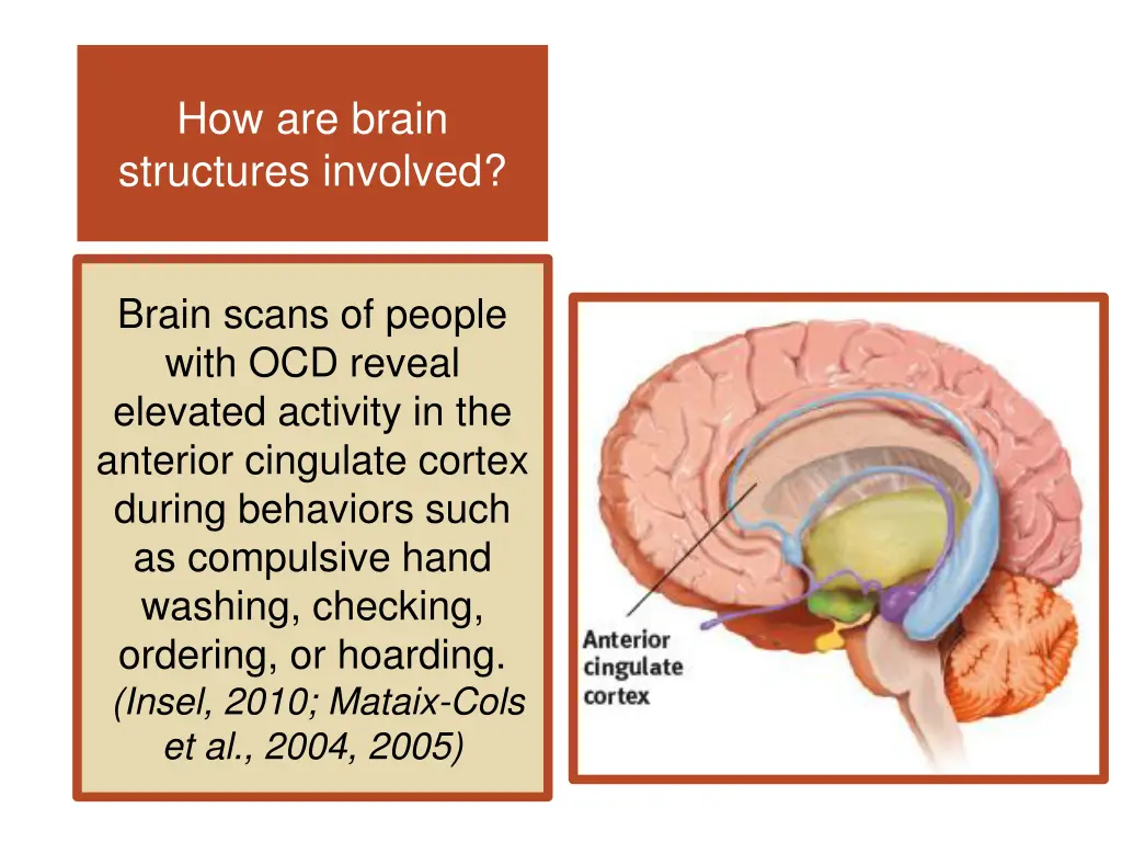 how are brain structures involved