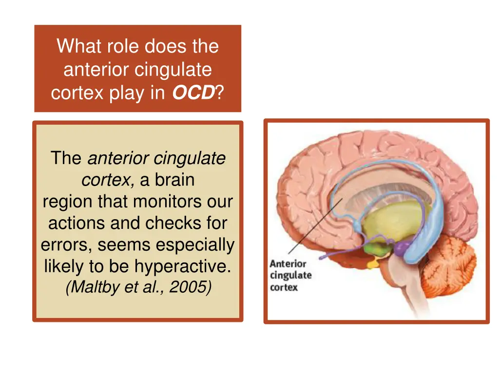 what role does the anterior cingulate cortex play