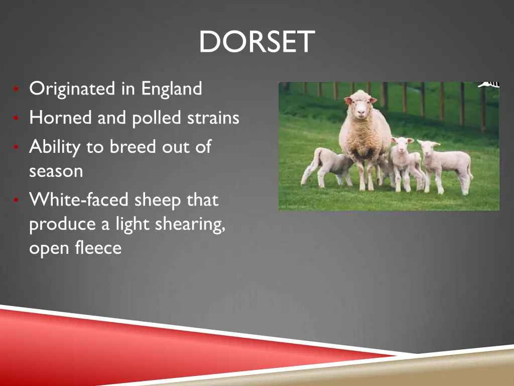 dorset