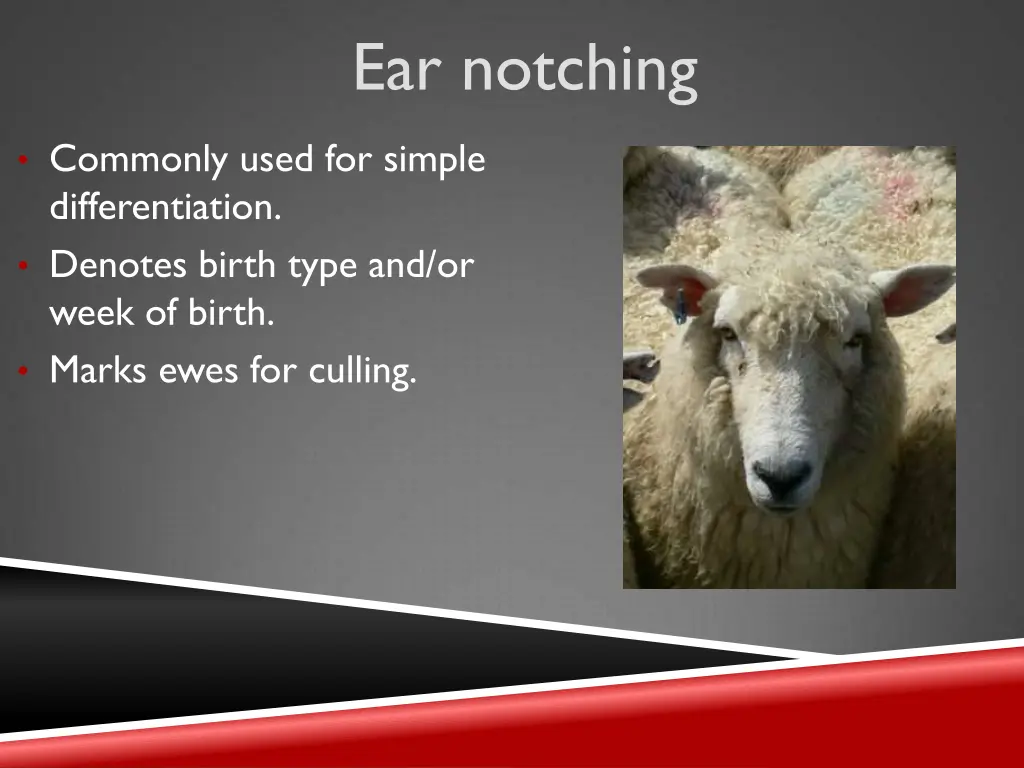 ear notching