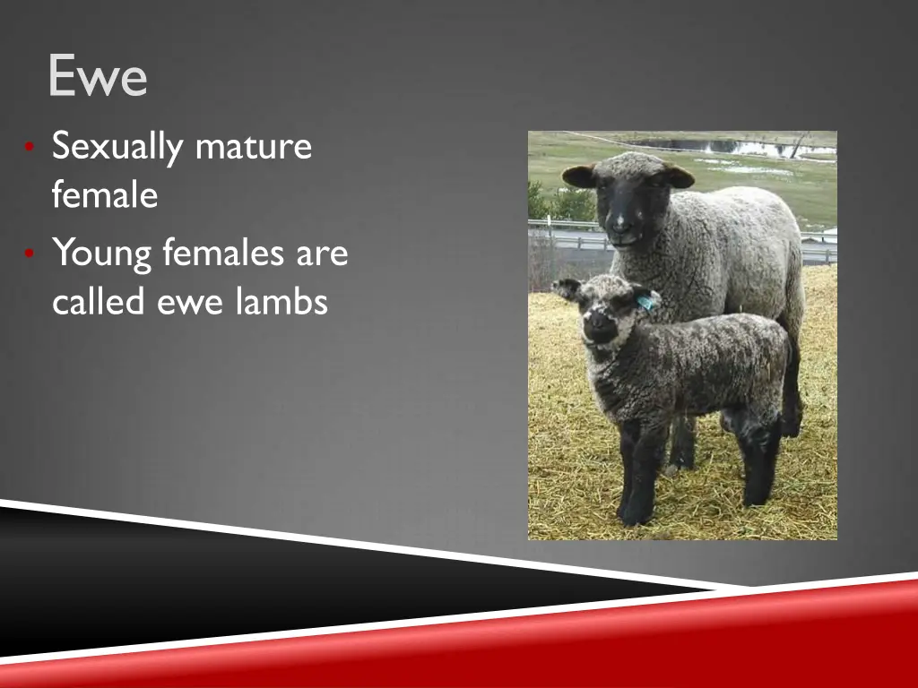 ewe sexually mature female young females