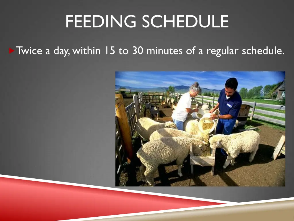 feeding schedule