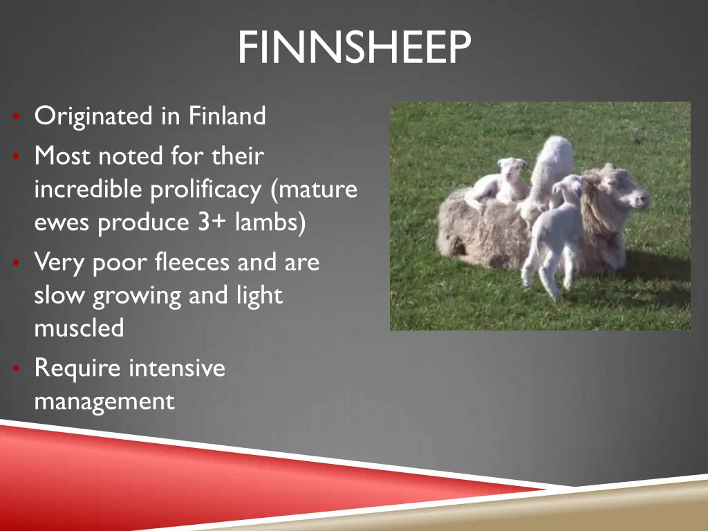 finnsheep