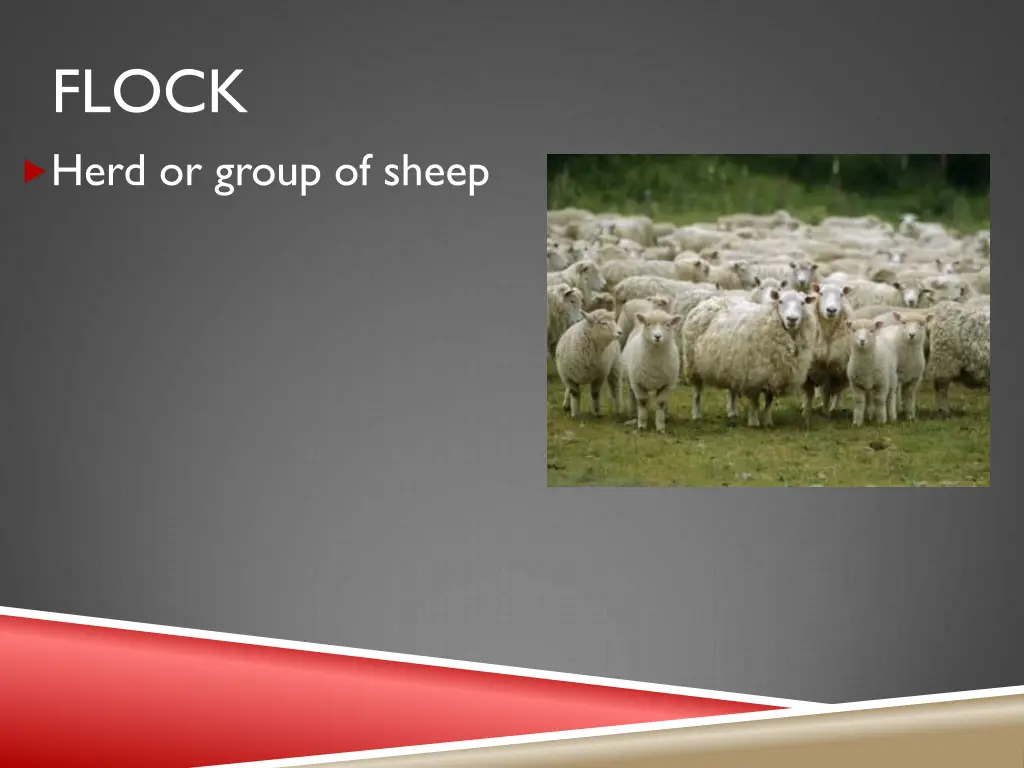 flock herd or group of sheep