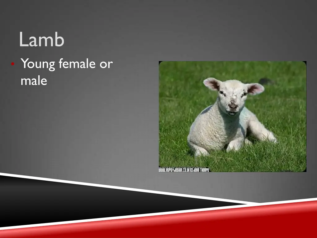 lamb young female or male