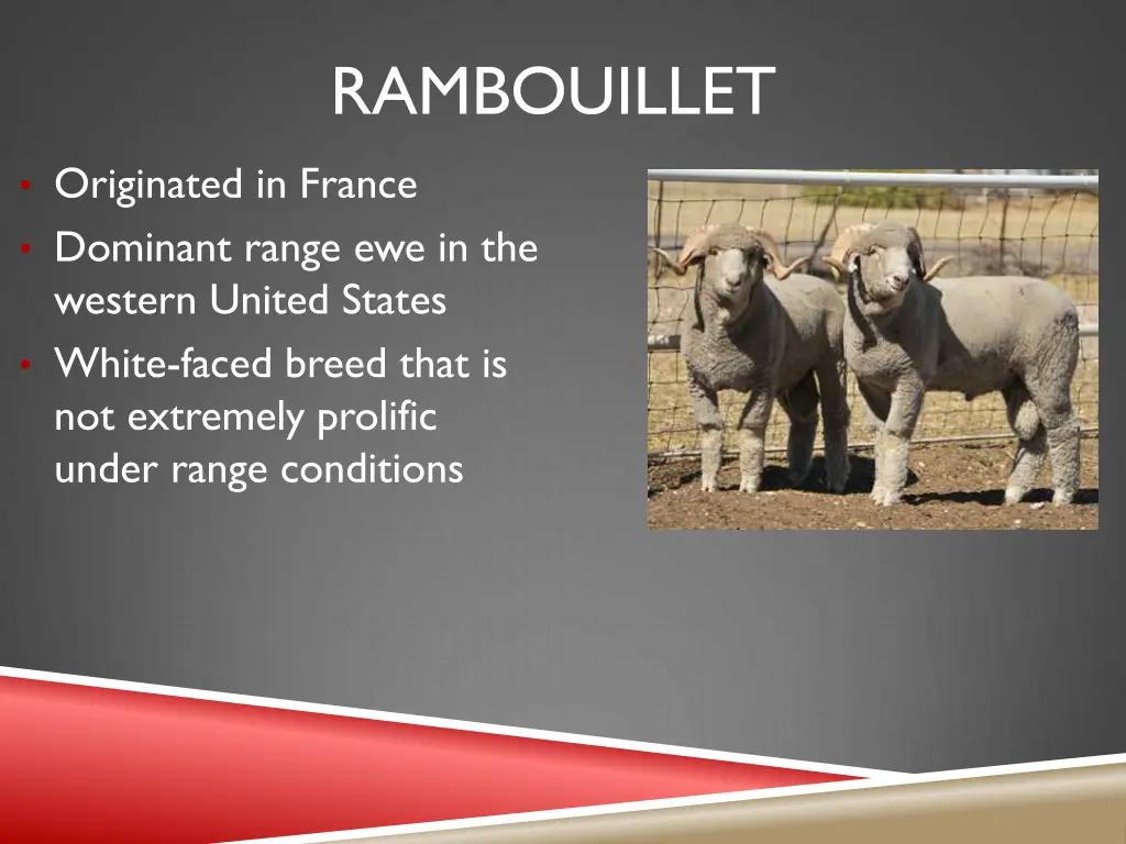 rambouillet