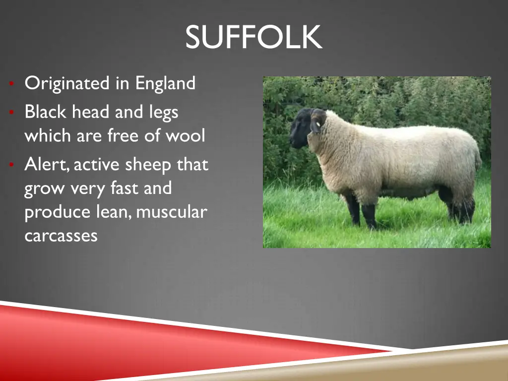 suffolk