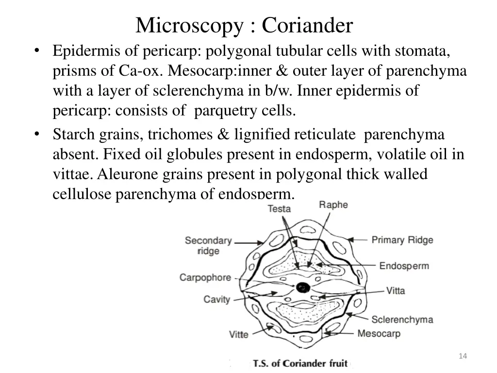 microscopy coriander epidermis of pericarp