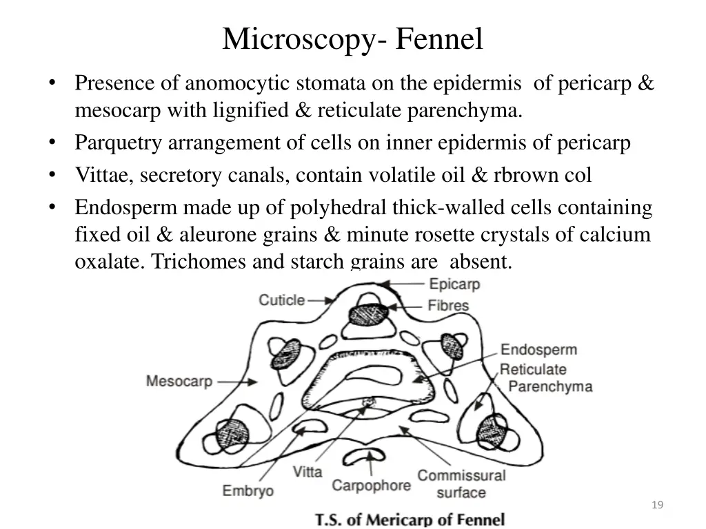 microscopy fennel