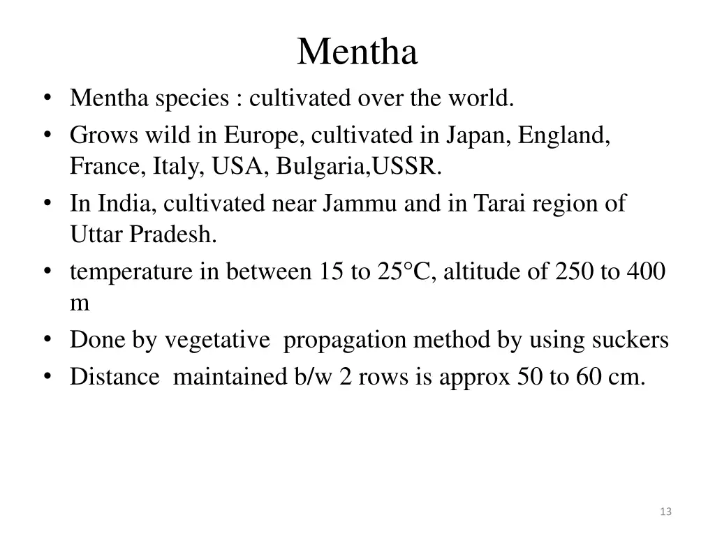 mentha 1