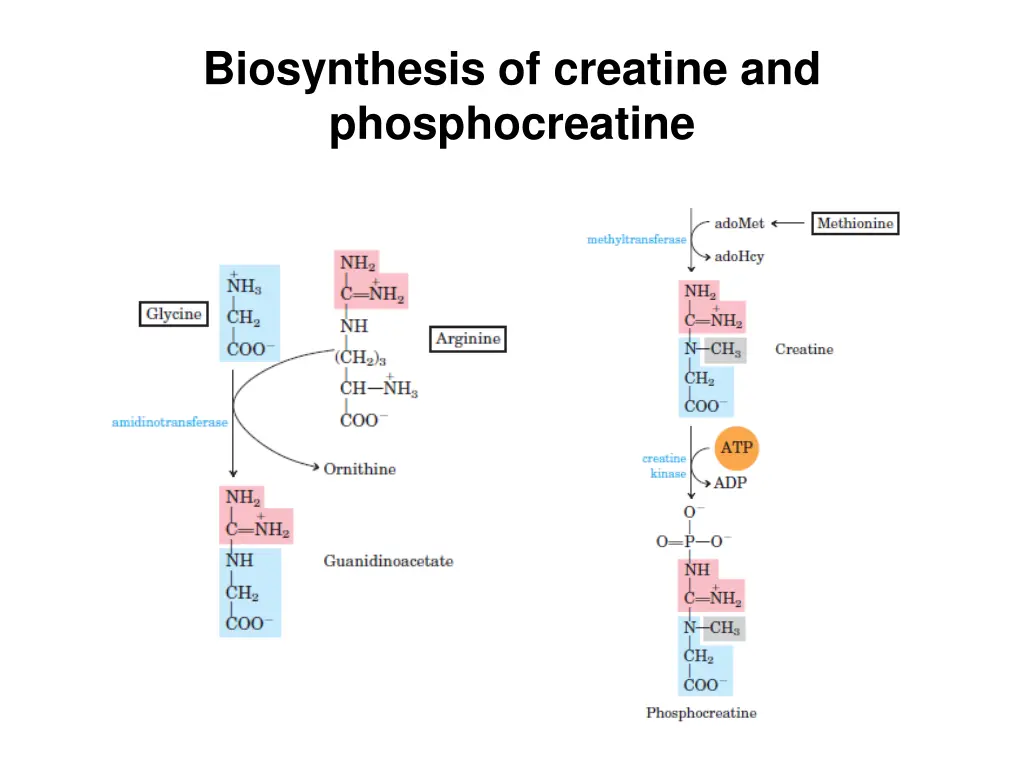 biosynthesis of creatine and phosphocreatine