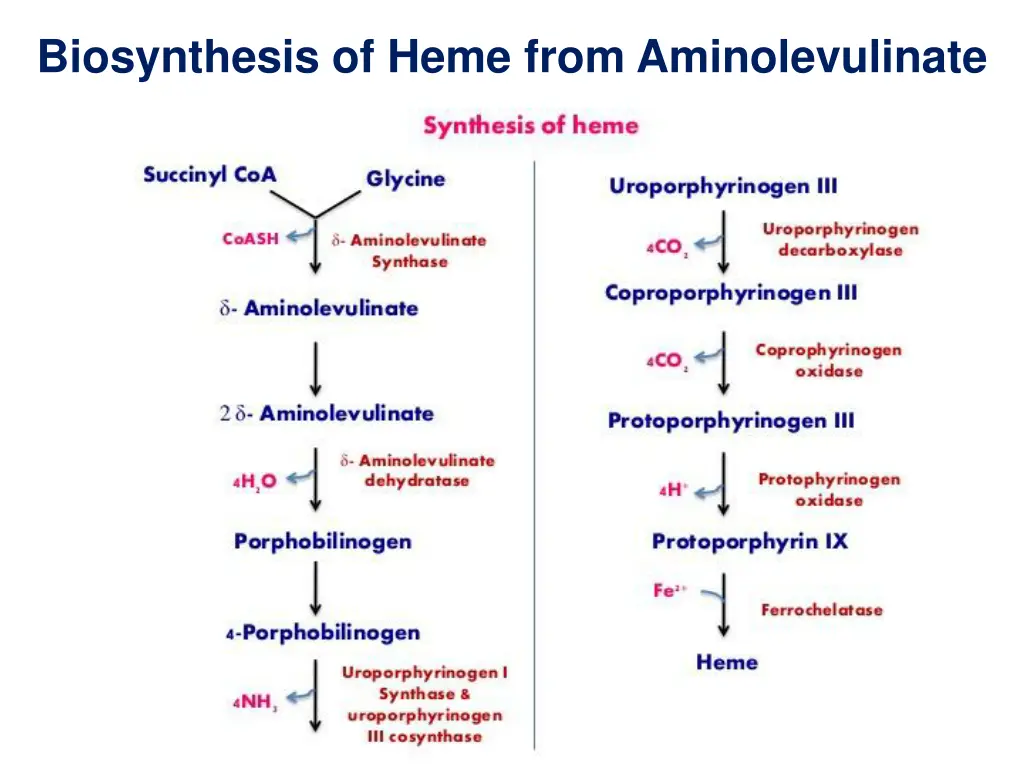 biosynthesis of heme from aminolevulinate