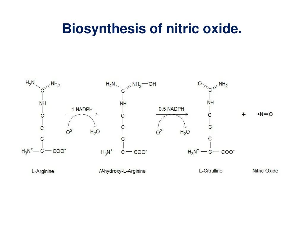 biosynthesis of nitric oxide