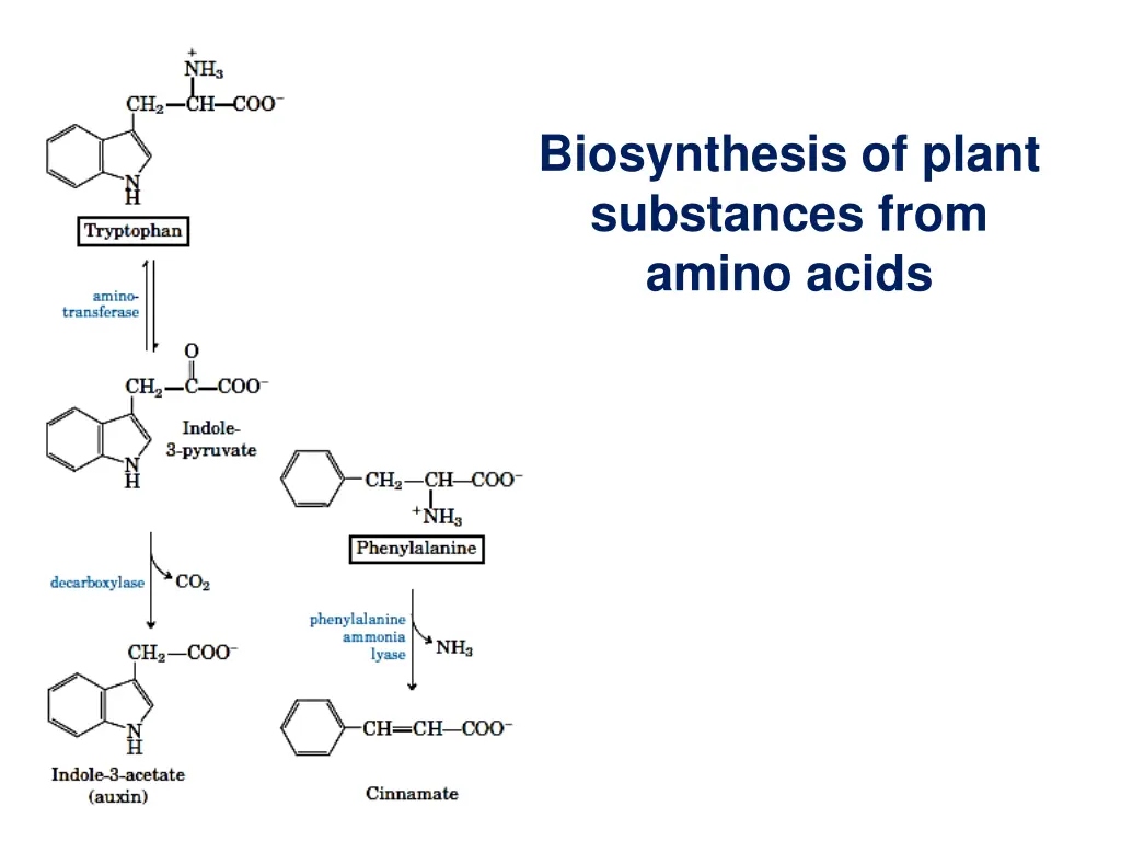 biosynthesis of plant substances from amino acids