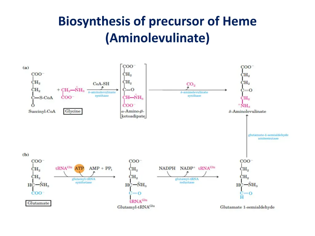 biosynthesis of precursor of heme aminolevulinate