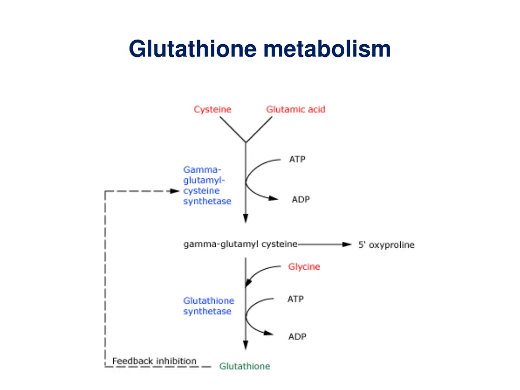 glutathione metabolism