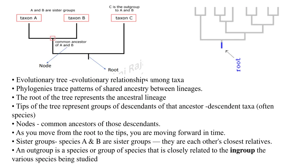 evolutionary tree evolutionary relationships