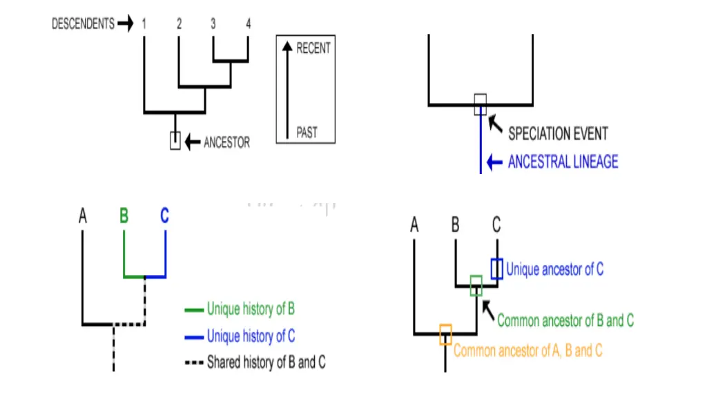 slide11