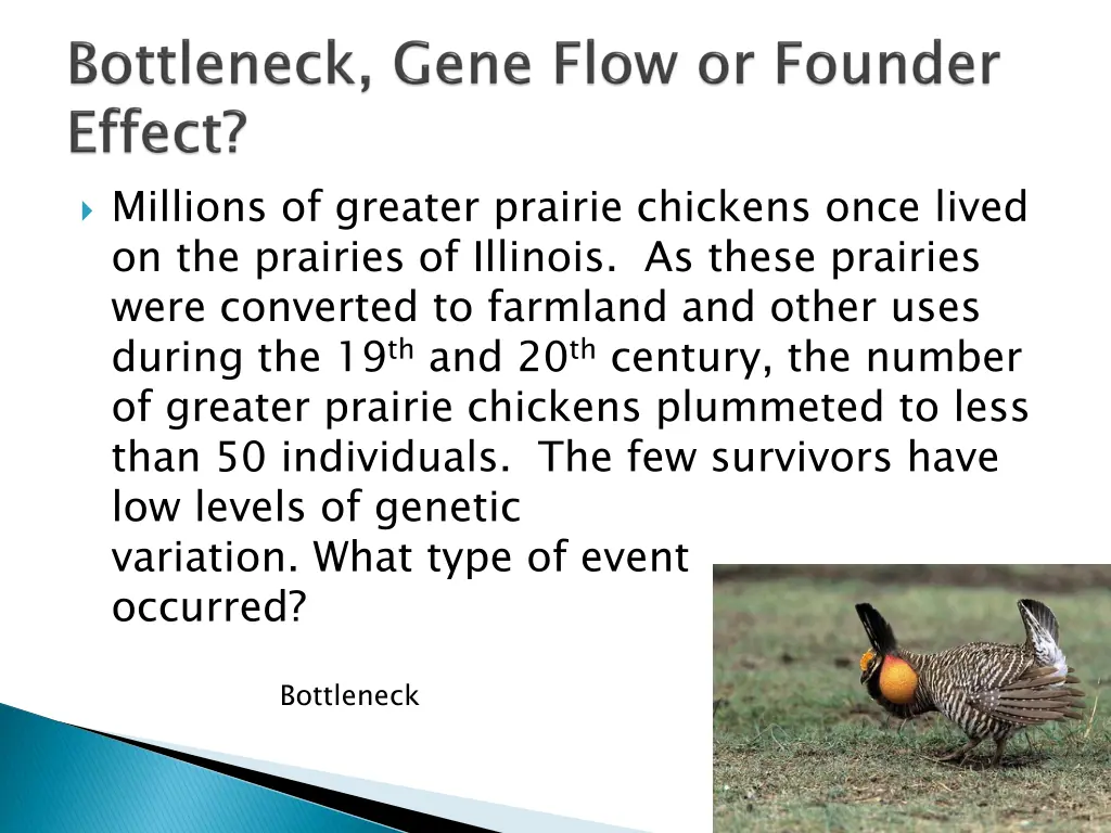 millions of greater prairie chickens once lived