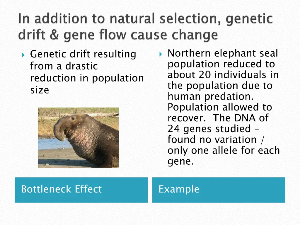 northern elephant seal population reduced