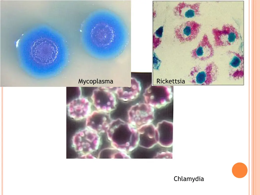 mycoplasma