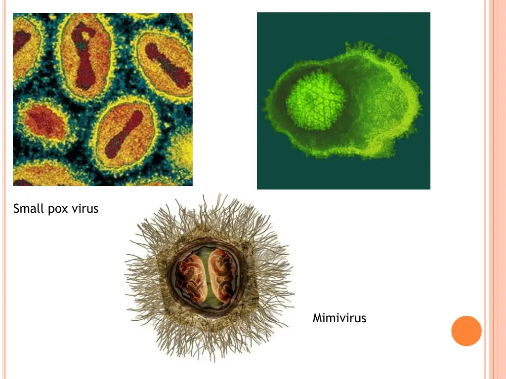 small pox virus