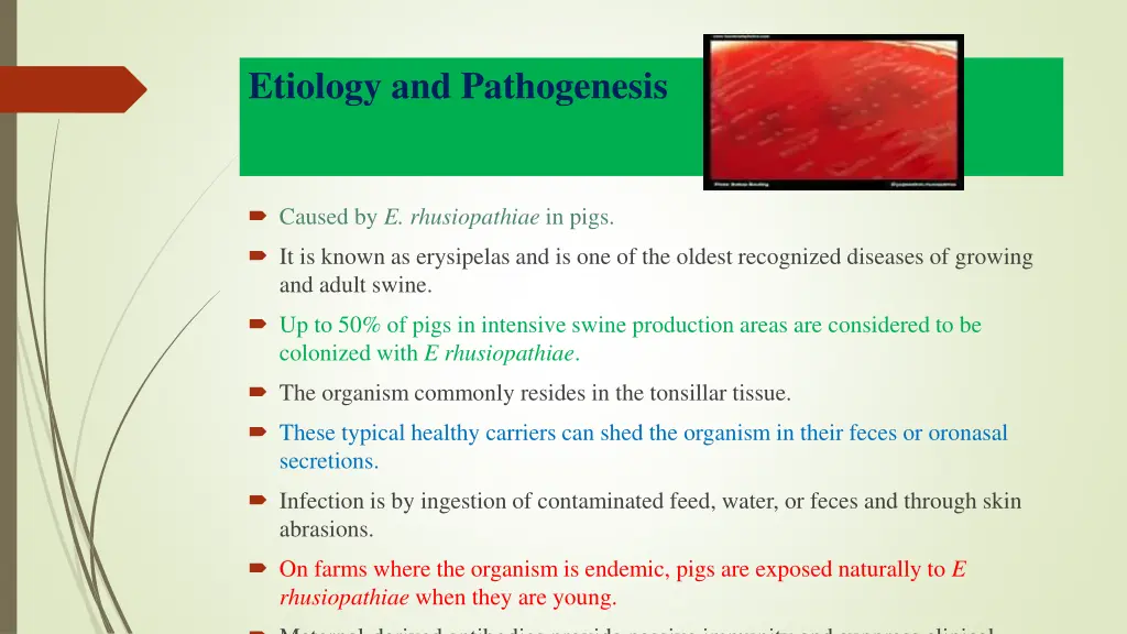 etiology and pathogenesis