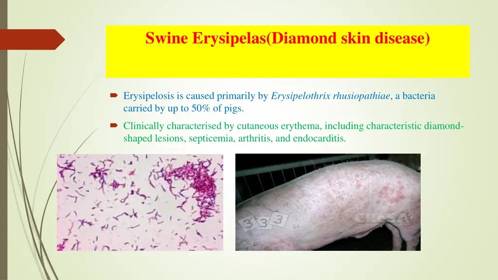 swine erysipelas diamond skin disease 1