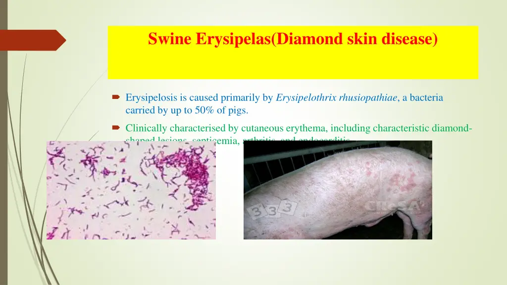 swine erysipelas diamond skin disease 2