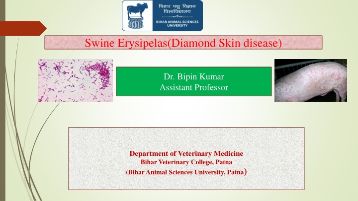 swine erysipelas diamond skin disease