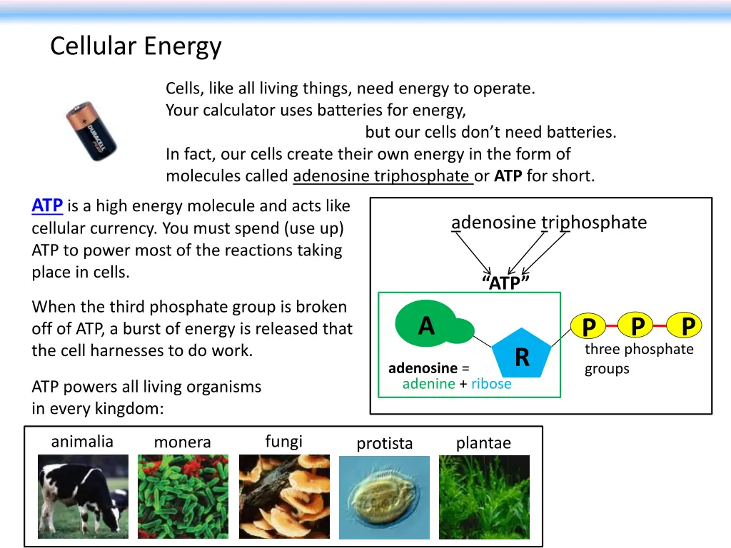 cellular energy