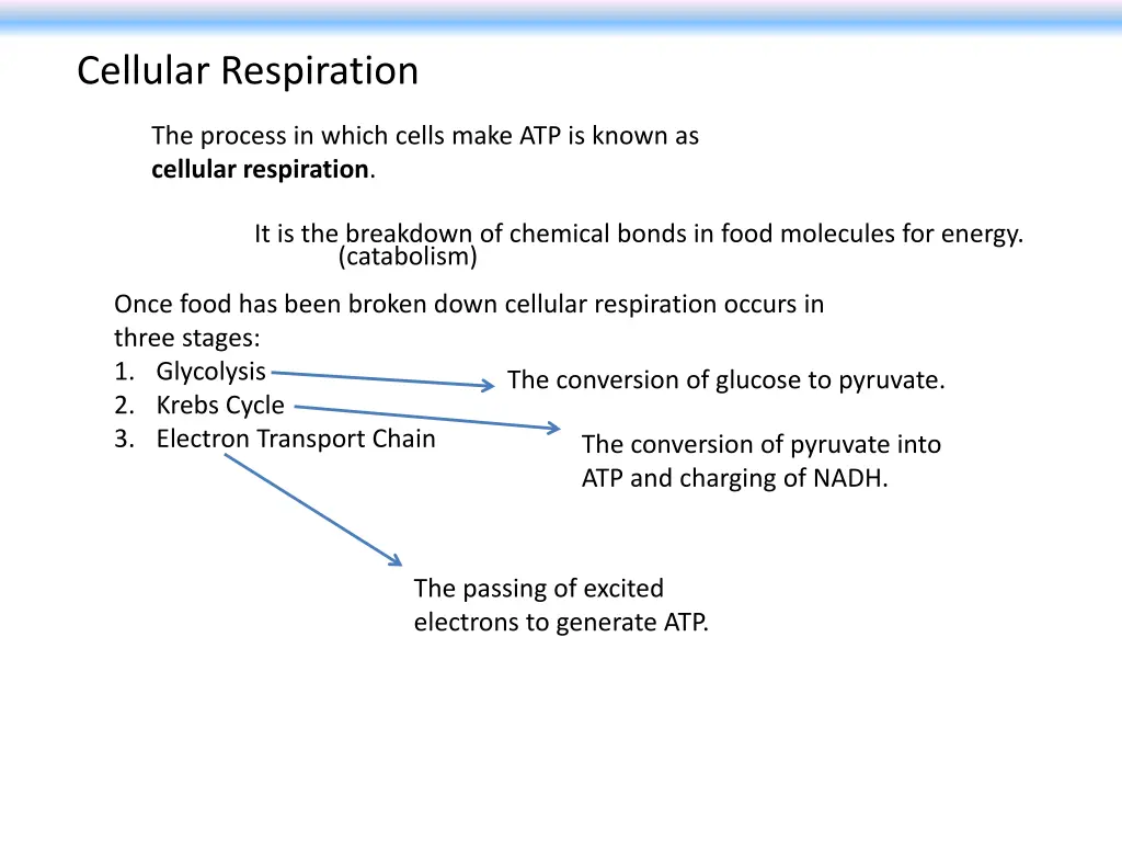 cellular respiration 1