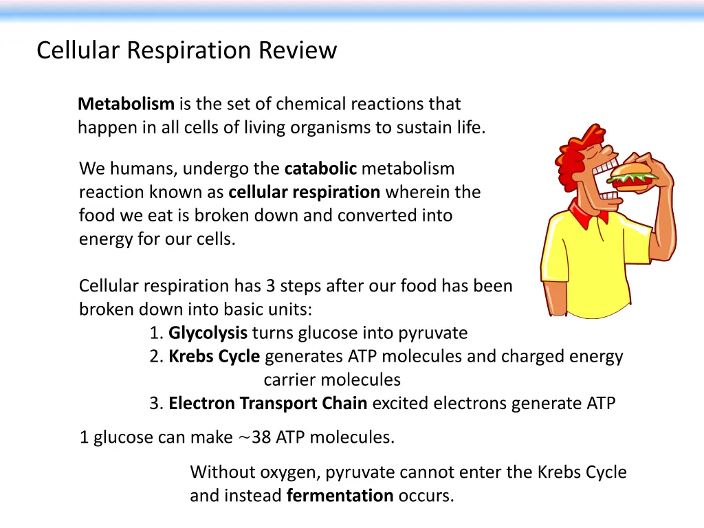 cellular respiration review