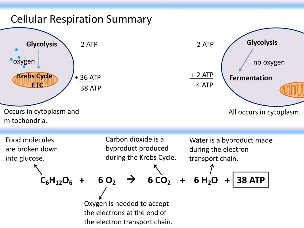 cellular respiration summary