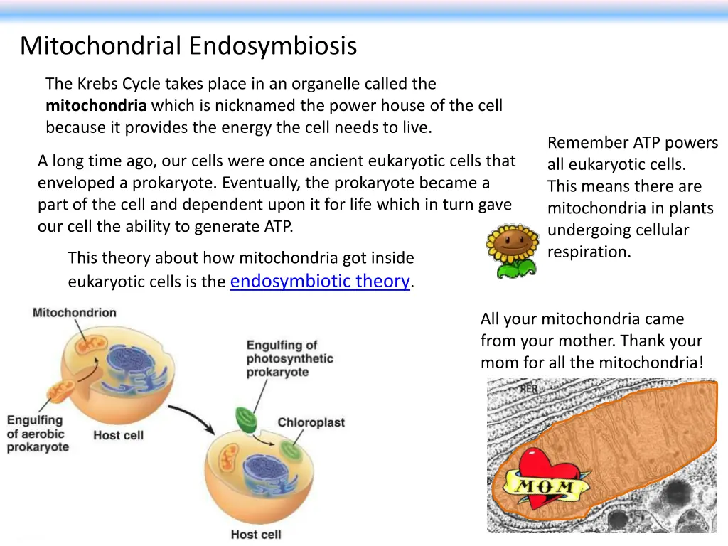 mitochondrial endosymbiosis