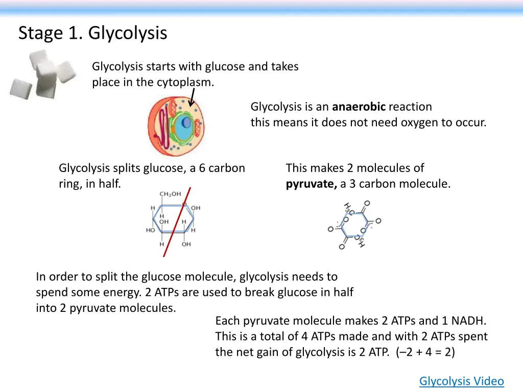 stage 1 glycolysis