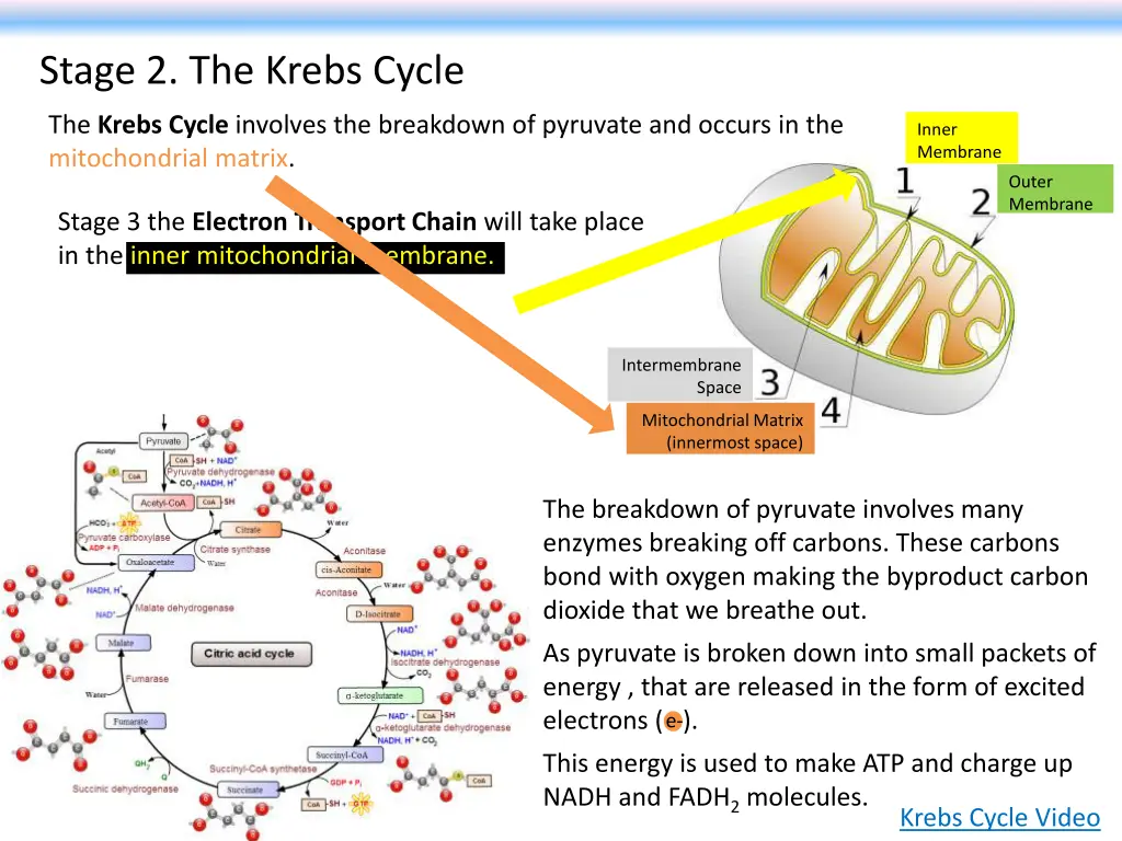 stage 2 the krebs cycle