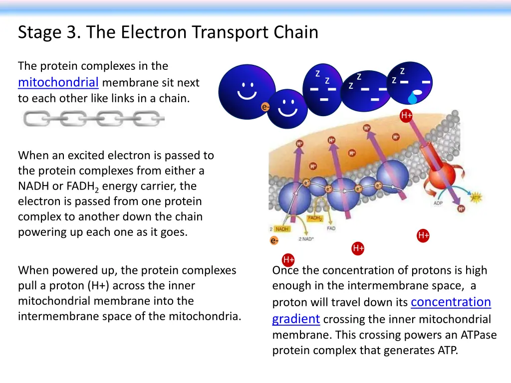 stage 3 the electron transport chain 1