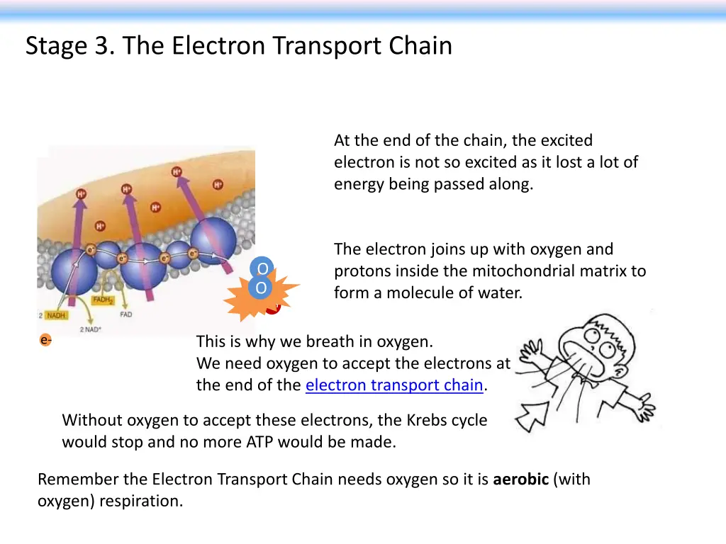 stage 3 the electron transport chain 2