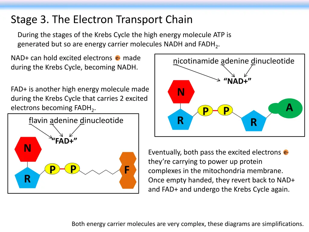 stage 3 the electron transport chain