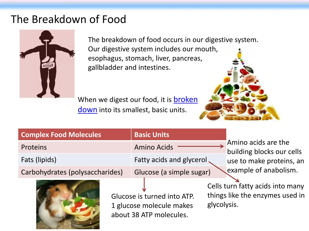 the breakdown of food