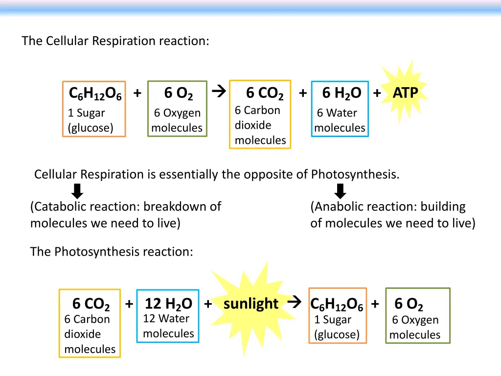 the cellular respiration reaction