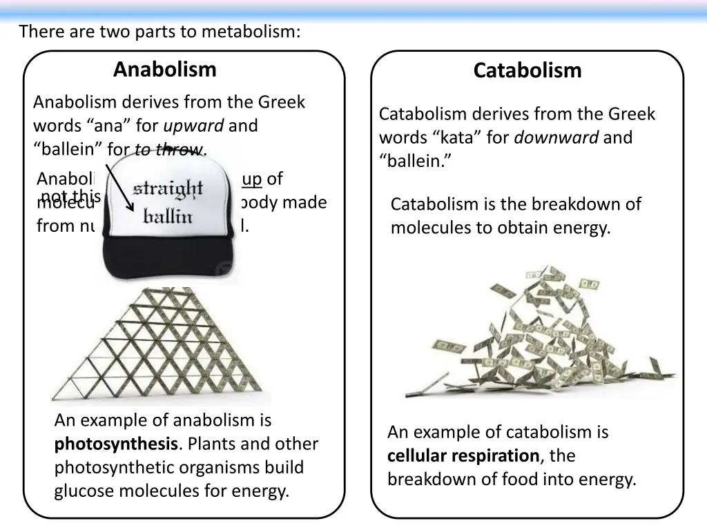 there are two parts to metabolism