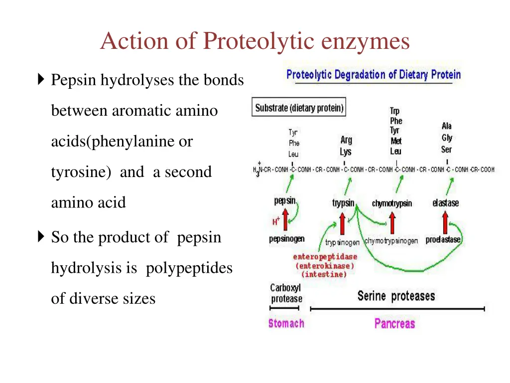 action of proteolytic enzymes