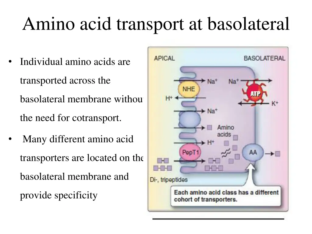 amino acid transport at basolateral 1