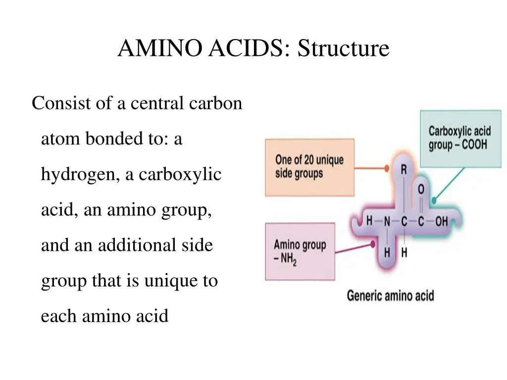 amino acids structure